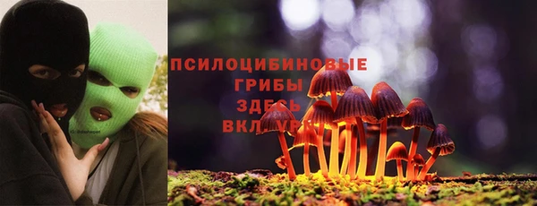 прущие грибы Аркадак